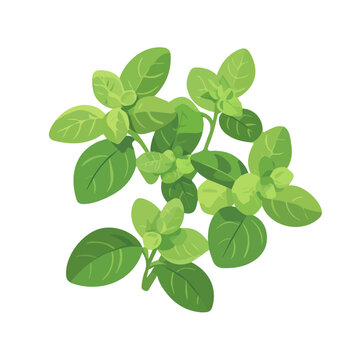 Flat 2D Oregano illustration, vector graphic in icon style, on white background