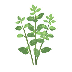 Marjoram, flat style 2D vector image, isolated on a white background