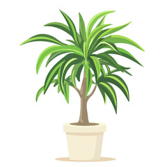 Song Of India Dracaena, flat style 2D vector image, isolated on a white background