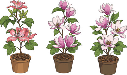 Three potted flowering plants with pink and white blossoms, botanical vector illustration for gardening, floral decor, and seasonal design themes
