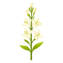 Minimal flat vector of a Tuberose Flower, 2D icon-style illustration on white background