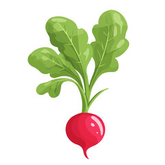 2D flat vector illustration of a Radish in icon style, isolated on white background