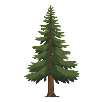 2D flat vector illustration of a Ponderosa Pine Tree in icon style, isolated on white background