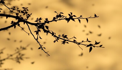 shadow of eucalyptus branches on a warm-toned plaster wall