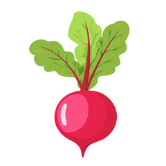 Flat 2D Radish illustration, vector graphic in icon style, on white background