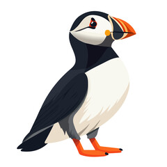 Flat 2D Puffin illustration, vector graphic in icon style, on white background