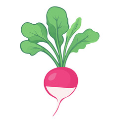 Radish, flat style 2D vector image, isolated on a white background