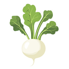 2D flat vector illustration of a Kohlrabi in icon style, isolated on white background