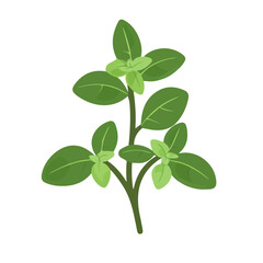 Minimal flat vector of a Marjoram, 2D icon-style illustration on white background