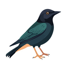 Flat 2D Starling illustration, vector graphic in icon style, on white background