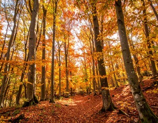 Autumn forest path. Sunlight streams through golden trees