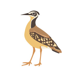 Flat 2D Woodcock illustration, vector graphic in icon style, on white background