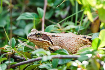 Common frog (Rana temporaria) hidden in foliage, Czech Republic.