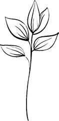 Minimalist line art of basil leaf for botanical design and decor