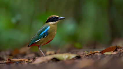 Obraz premium A Colorful Fairy Pitta Perched on the Forest Floor Amidst Lush Greenery and Fallen Leaves, Showcasing its Vibrant Plumage and Alert Posture in a Natural Setting
