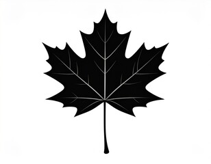 Fototapeta premium maple leaf isolated on white