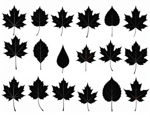 Fototapeta premium set of autumn leaves