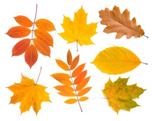 Autumn leaves, various colors, isolated