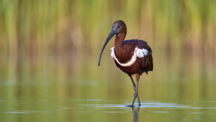 Obraz premium Glossy Ibis Foraging in Shallow Waters A Stunning Image of a Wading Bird with a Curved Beak Searching for Food in a Wetland Environment with Greenery