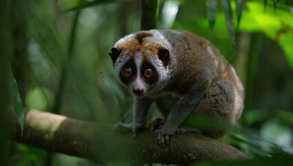 Obraz premium Enchanting Slow Loris Gaze A Captivating Portrait of a Nocturnal Primate in Lush Greenery Observing the World with its Big Eyes in a Tropical Rainforest Setting
