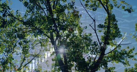 Deciduous tree blending with candlesticks and line graph overlays under blue sky, with sun flare
