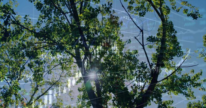 Naklejki Deciduous tree blending with candlesticks and line graph overlays under blue sky, with sun flare