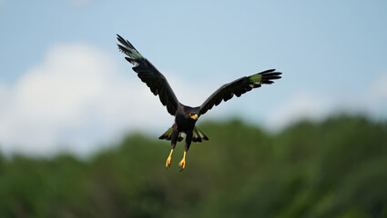 Obraz premium A Striking Hawk Soaring Through the Sky with Wings Spread Wide A Captivating Display of Aerial Mastery and Natural Grace in the Open Blue Expanse