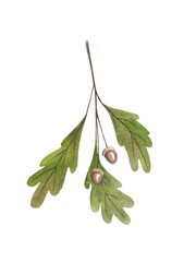 Watercolor illustration of an oak branch with acorns