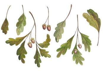 Set of oak leaves with acorns. Watercolor illustrations on a white background