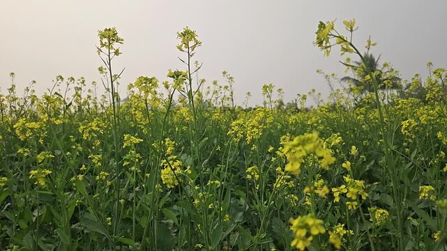 Sea of golden Sinapis alba and rapeseed blossoms sway under the sky captured in crisp HD slow motion format with a shallow depth of field that brings every petal to life.