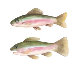 Two Salmon Fish Watercolor on a White Background