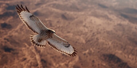 Fototapeta premium Ultra detailed hawk captured diving mid flight aerial view blurred desert landscape below cinematic wildlife photography