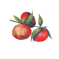 Mandarins on a branch with leaves in watercolor on a white background
