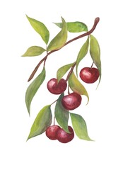 Watercolor cherries on a branch on a white background