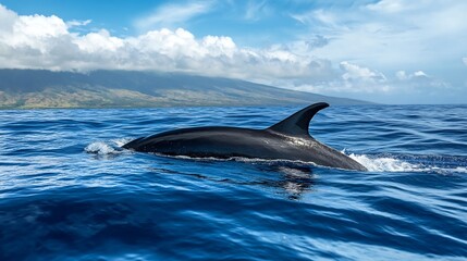 Fototapeta premium Bottlenose dolphin swimming in ocean water beautiful marine wildlife photography ocean life aquatic mammal nature