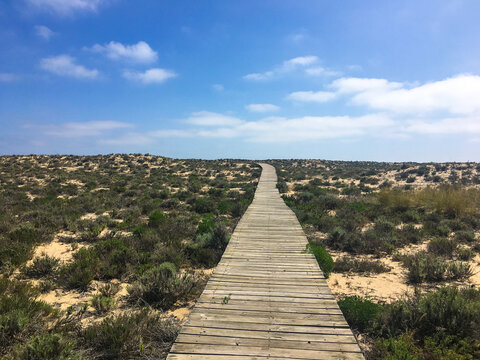 A wooden path leading through sandy dunes covered with low vegetation at Ilhote das Ratas in the Ria Formosa Natural Park near Faro, Portugal.
