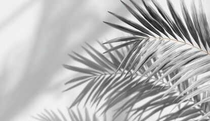 Obraz premium Gray palm leaves with shadows