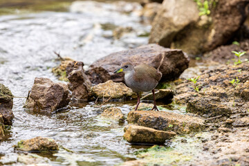 The Brown Crake—Bhigwan’s little phantom—emerges briefly from the dense reeds, its dark plumage blending with mud and water. A single glance, then it vanishes, leaving only ripples.