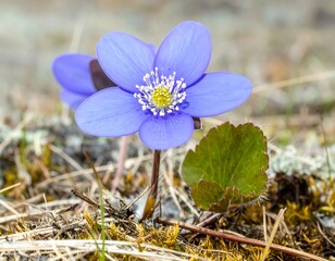 Close-up of a vibrant blue flower in a natural setting