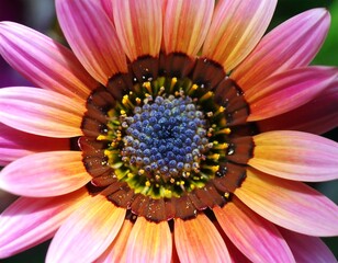 Close-up of a vibrant flower