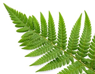 Close-up of a vibrant fern frond
