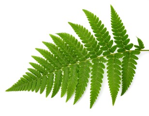 Close-up of a vibrant green fern frond