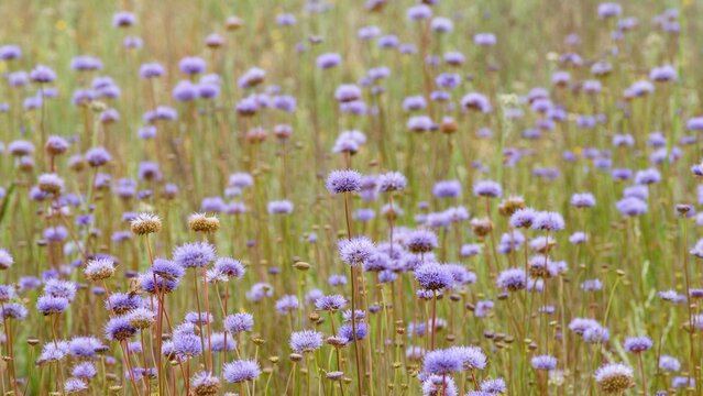 lilac blue flowers Bukashnik bogbean blooming in summer in a field