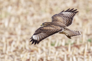 Buse variable en vol au-dessus de champs moissonn&eacute;s
