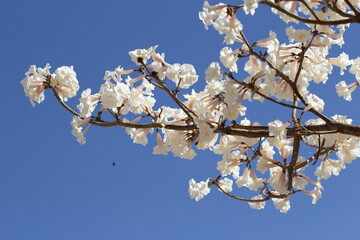 Alguns galhos de ipês carregados de cachos de flores brancas com céu ao fundo.