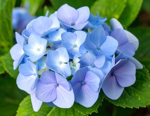 Close-up of a vibrant light blue hydrangea