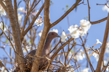 Um pombo dentro de um ninho em galhos de um ipe branco muito florido, com céu azul.
