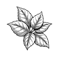 Simple black screen or background, for overlay and digital art work to add creativity