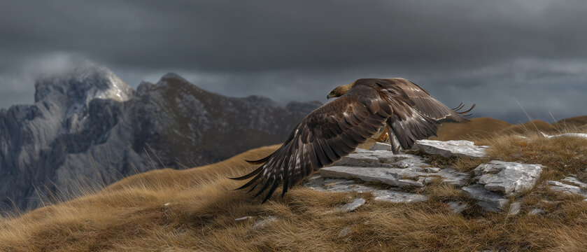 Fototapeta Aigle royal en piqué au-dessus d’une crête alpine