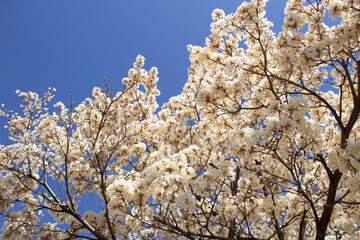  Muitos galhos de ipês carregados de cachos de flores brancas com céu ao fundo. Com espaço para texto.